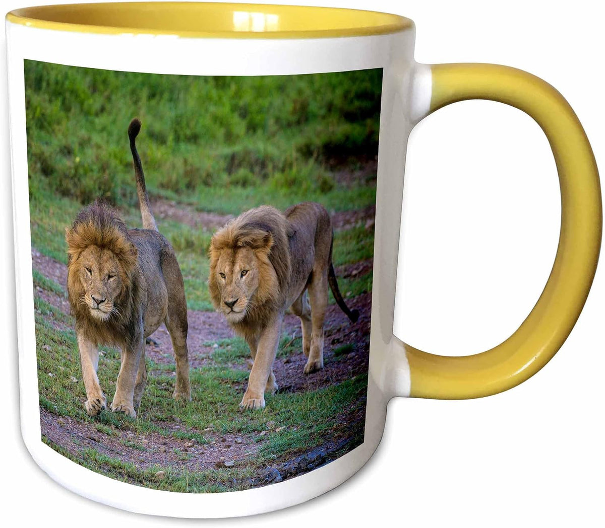Africa. Tanzania. Male African Lions Ceramic Mug
