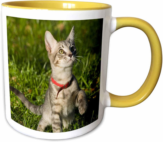 Grey Tabby Kitten, Cat, Florida Ceramic Mug