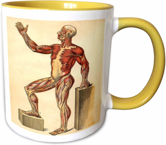Muscles In Man From Antique Science Book Ceramic Mug
