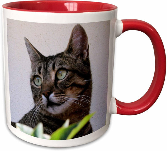 Cat Tabby Cat Ceramic Mug