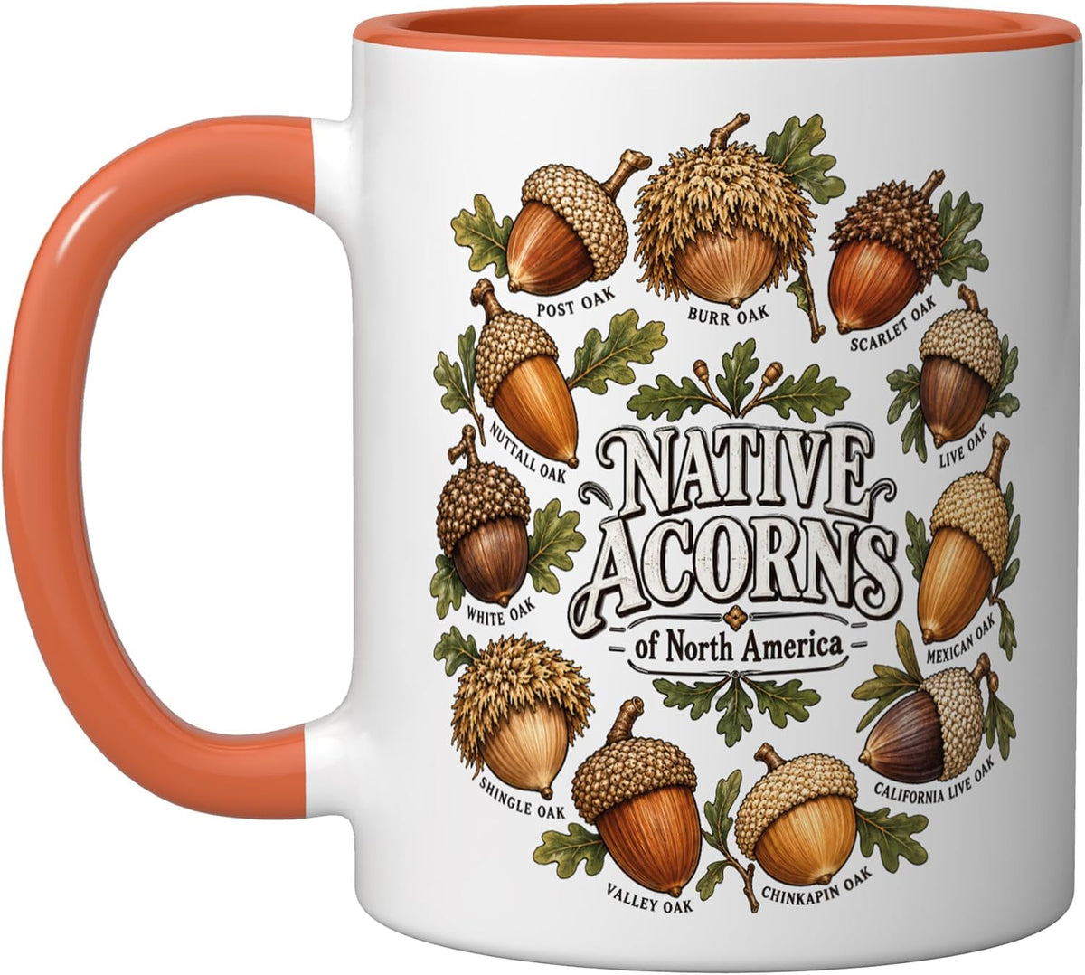 Native Acorns Of North America Oak Species Identification Ceramic Mug