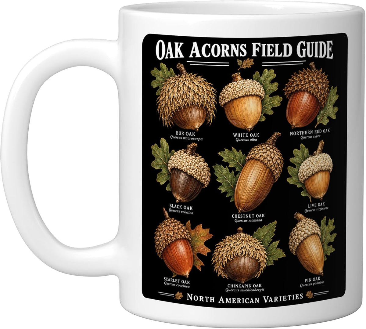 Oak Acorns Guide Species Identification Reference Ceramic Mug