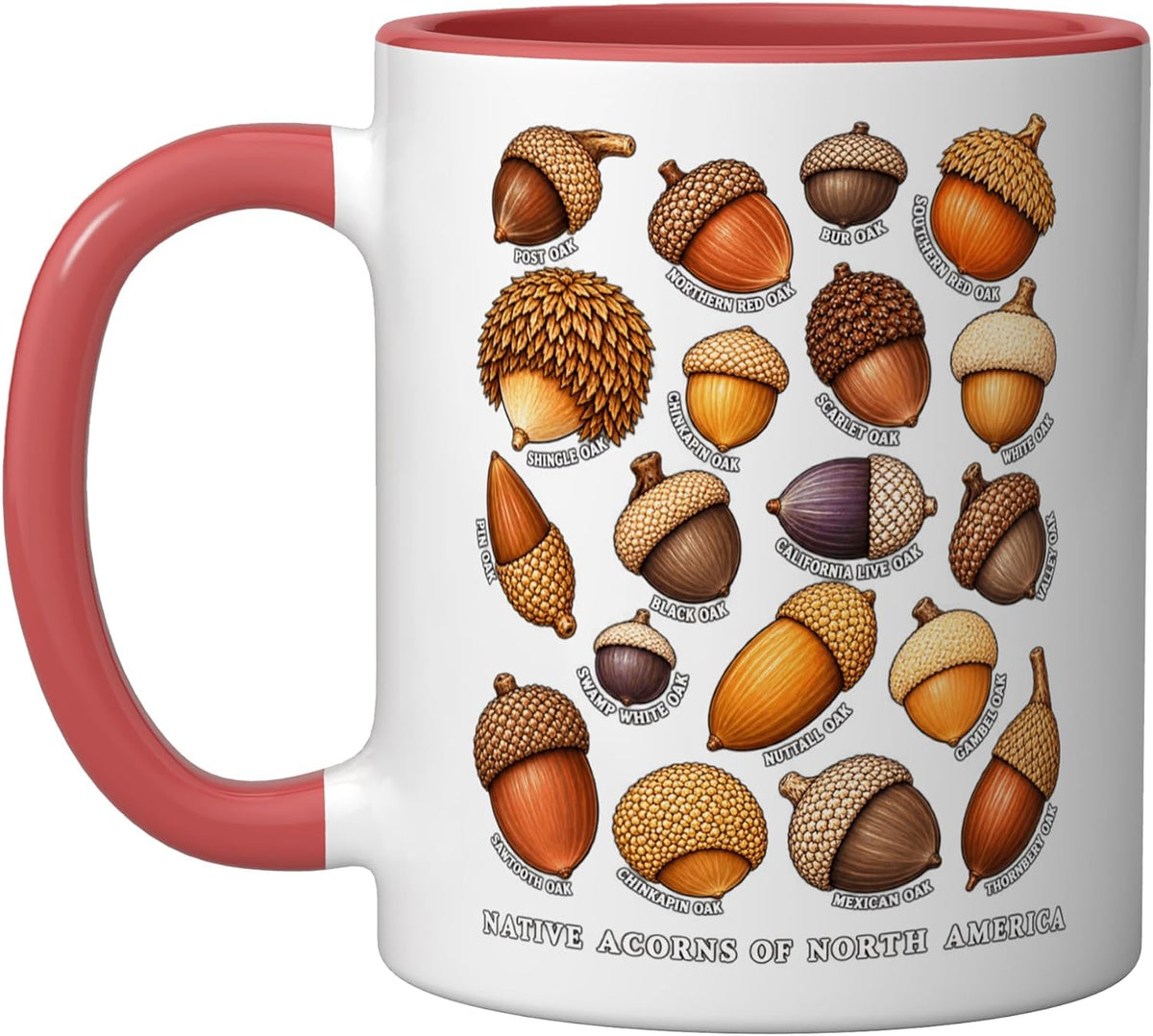 Native Acorns North America Oak Tree Botanical Guide Ceramic Mug