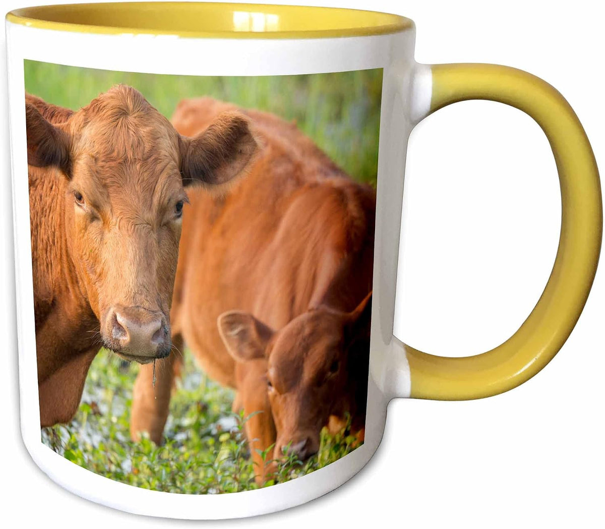 Red Angus Cow & Calf Drinking Water Ceramic Mug