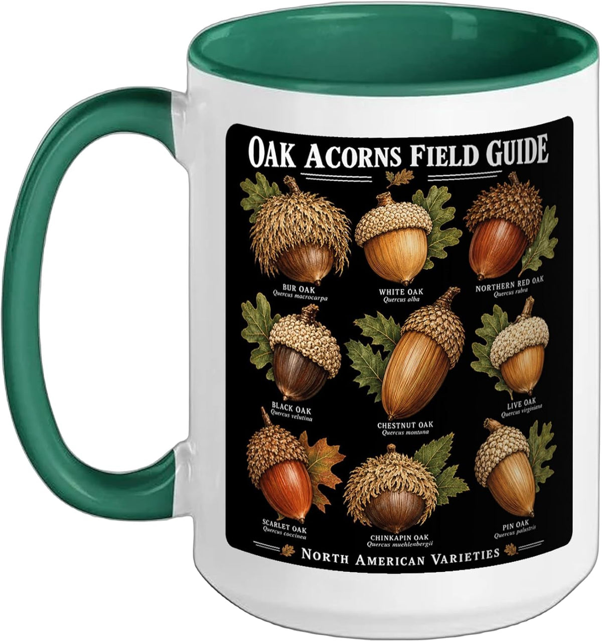 Oak Acorns Guide Species Identification Reference Ceramic Mug