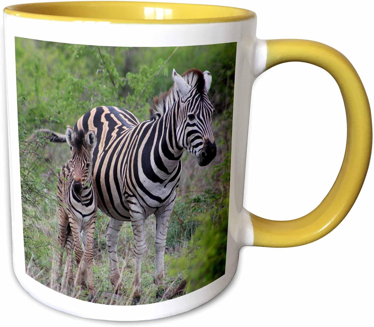 Zebra And Foal Animal Family Photo Ceramic Mug