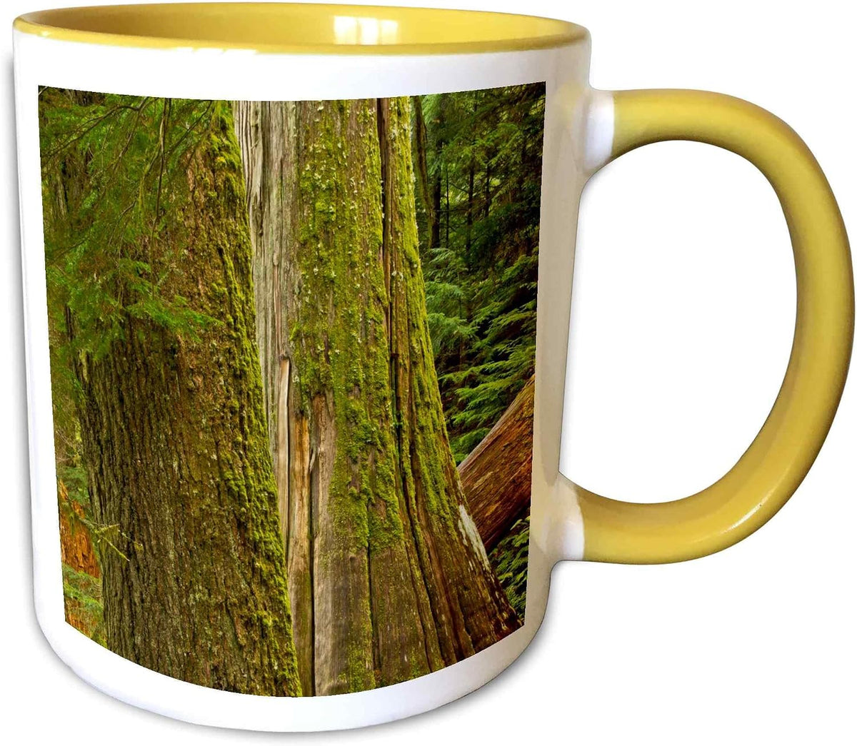 Western Hemlock, Cedar, Mount Rainier Natl Ceramic Mug